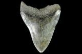 Bargain, Fossil Megalodon Tooth - Georgia #104565-2